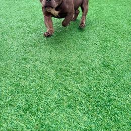 Kilauea - Blue male American Bully puppy in Puyallup, Washington from Gamer Bullyz
