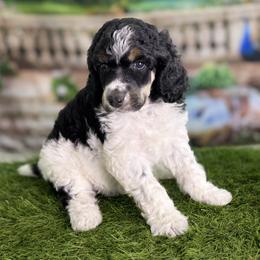 Neon Diva - Phantom female Poodle puppy in Middlebourne, West Virginia from El Silencio Standard Poodles
