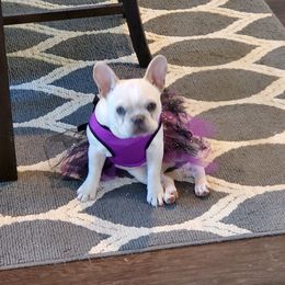 French Bulldog Puppies from Roughneck Frenchies