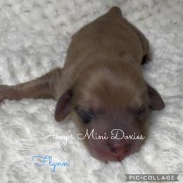 Flynn - Red male Dachshund puppy in Jena, Louisiana from Amy’s Mini Doxies