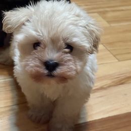 Buddy - White male Miniature Schnauzer puppy in Lockney, West Virginia from S&T Kennels