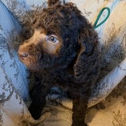 Green Collar Boy - Silver-beige  male Poodle puppy in Oklahoma City, Oklahoma from Velvet Standards