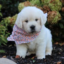 Golden Retrievers from Majestic Mountain Goldens