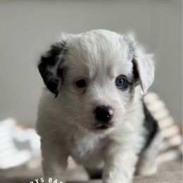 Otis - Blue merle male Miniature American Shepherd puppy in Greenwood, Indiana from Barnaby’s Barn Dog’s