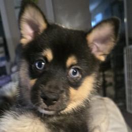 Bronz (1850) - Tri-color male Pomsky puppy in Fallon, Nevada from Amazing High Desert Pomskys