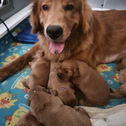 Girl 1 - Golden female Golden Retriever puppy in Perry Hall, Maryland from DukerDaze Golden Retrievers