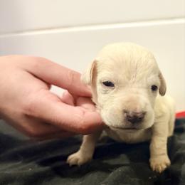 Light pink collar - Red female Cane Corso puppy in Snellville, Georgia from A Really Good Kennel