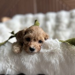 Jewel (green) - Red female Cavapoo puppy in West Haven, Utah from Harper Haven Cavapoos & Doodles