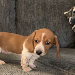 Dachshund Puppies from Wee Doggies Inc Just Dachshunds