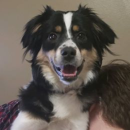 Miniature Australian Shepherd All Grown Up from Klatt's Mini Aussies