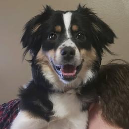 Miniature Australian Shepherd All Grown Up from Klatt's Mini Aussies