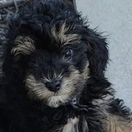 Aussiedoodles, Goldendoodles, and Poodles from Wiggle Bottom Kennels