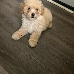 CALVIN - Apricot male Yorkipoo puppy in Gastonia, North Carolina from Dynasty Kennel