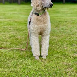 Rose - Poodle