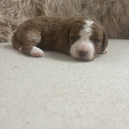 Cavapoo and Goldendoodle Puppies from Surfer Doodles