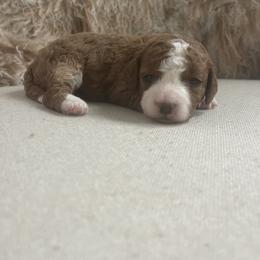 Cavapoo and Goldendoodle Puppies from Surfer Doodles