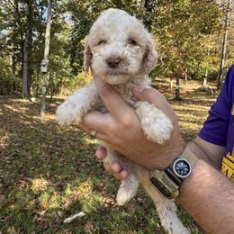 Cliff - Parti male Poodle puppy in Osyka, Mississippi from Southern Sunshine Standards