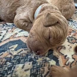 Carter - Apricot male Goldendoodle puppy in De Land, Florida from Rezapour Doodle Estate