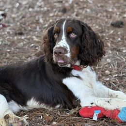 Gatlin - English Springer Spaniel