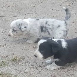 Cardigan Welsh Corgi Puppies from Raglan Cardigans