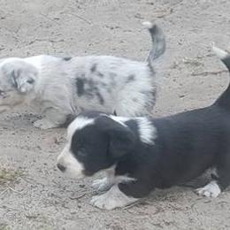 Cardigan Welsh Corgi Puppies from Raglan Cardigans