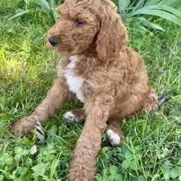 Gil - Red  male Goldendoodle puppy in Edmond, Oklahoma from Oodles of Doodles and Poodles