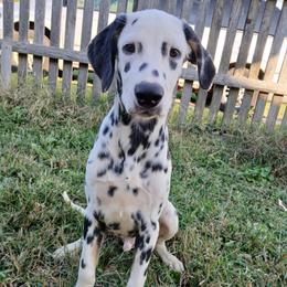 Arson - Dalmatian