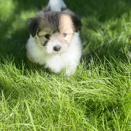 Coton de Tulear Puppies from Cotoncutie
