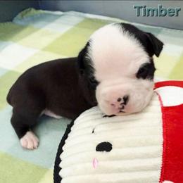Timber - Black male American Staffordshire Terrier puppy in Clintwood, Virginia from SkyBlue Kennel