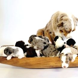 Aussiedoodle, Miniature Australian Shepherd, and Poodle Puppies from Fine and Dandy Aussiedoodles