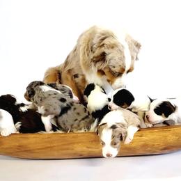 Aussiedoodle, Miniature Australian Shepherd, and Poodle Puppies from Fine and Dandy Aussiedoodles