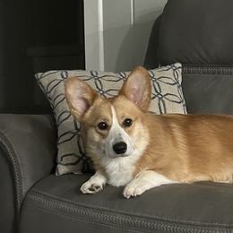 Pembroke Welsh Corgis from Topaz Daisy Kennels