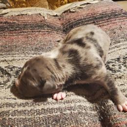 Comet - Blue male American Pit Bull Terrier puppy in Frederick, Maryland from •Wyngate Pits•