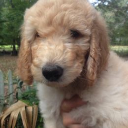 Double Doodle, Goldendoodle, and Labradoodle Puppies from Dixie Magnolia Doodles
