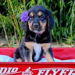 Evelyn - Sable female Saint Berdoodle puppy in Battle Ground, Washington from Mad Hatter Farms Saint Berdoodles