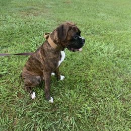 Boy 1 - Brindle Boxer puppy in Greenwell Springs, Louisiana from Bayou Boxer Haus