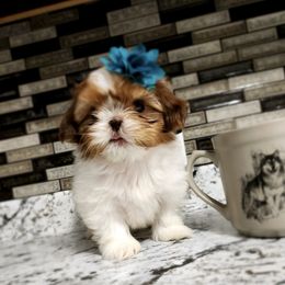Shih Tzu Puppies from Annetta Diaz's Shih Tzus