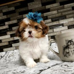 Shih Tzu Puppies from Annetta Diaz's Shih Tzus