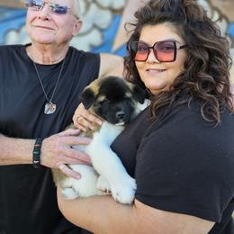 AKC Female 'Akira' - Brown brindle female Akita puppy in Tombstone, Arizona from WeVolution Off-Grid