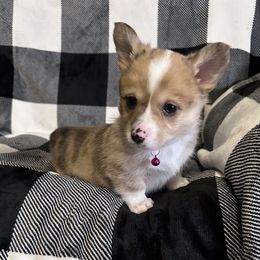 American Corgi Puppies from Piney Woods Corgis