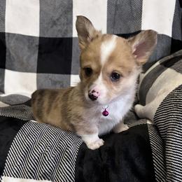 American Corgi Puppies from Piney Woods Corgis