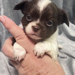 Puppy 2 - Chocolate and white male Chihuahua puppy in Orlando, Florida from iLuvChihuahuas