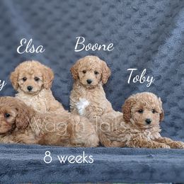 Bernedoodle and Cavapoo Puppies from Wag'in Tails