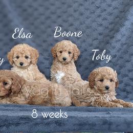Bernedoodle and Cavapoo Puppies from Wag'in Tails
