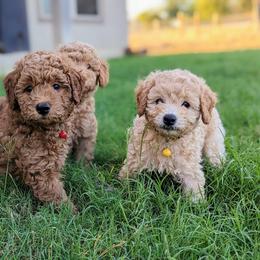 Double Doodle and Goldendoodle Puppies from Big Red Paw Doodles