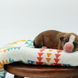 Green Collar Female - Red female Pembroke Welsh Corgi puppy in Walsh, Colorado from Wilson Ranch Corgis