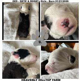 Goldendoodle, Old English Sheepdog, Poodle, and Sheepadoodle Puppies from Heavenly Hilltop Farm