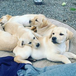 Labrador Retriever Puppies from Wilson Farms & Labradors
