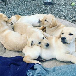 Labrador Retriever Puppies from Wilson Farms & Labradors