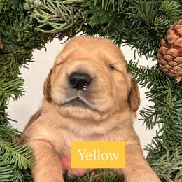 Yellow - Golden female Golden Retriever puppy in Windsor, California from Copper Tail Golden Retrievers